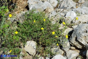 Fumana thymifolia (Fumana a foglie di timo)