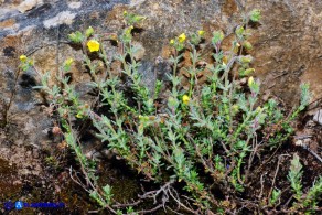 Fumana thymifolia (Fumana a foglie di timo)