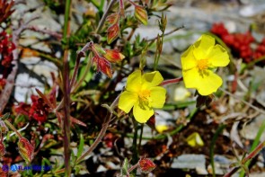 Fumana thymifolia (Fumana a foglie di timo)