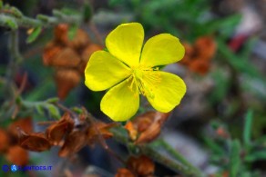 Fumana thymifolia (Fumana a foglie di timo)