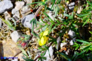 Fumana thymifolia (Fumana a foglie di timo)