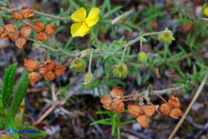 Fumana thymifolia (Fumana a foglie di timo)