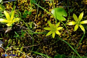 Gagea apulica (Gagea pugliese, Cipollaccio giallo pugliese)