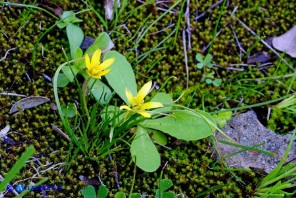 Gagea apulica (Gagea pugliese, Cipollaccio giallo pugliese)