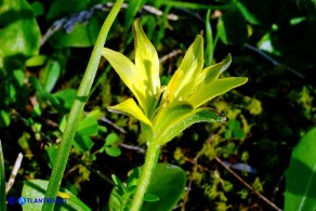 Gagea apulica (Gagea pugliese, Cipollaccio giallo pugliese)