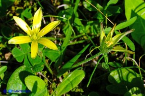 Gagea apulica (Gagea pugliese, Cipollaccio giallo pugliese)