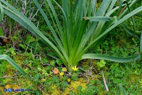 Gagea apulica (Gagea pugliese, Cipollaccio giallo pugliese)