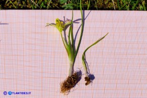 Gagea apulica (Gagea pugliese, Cipollaccio giallo pugliese): pianta intera con bulbilli