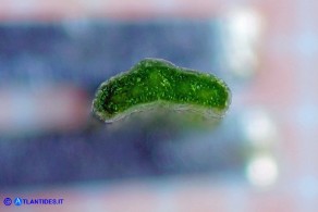 Gagea apulica (Gagea pugliese, Cipollaccio giallo pugliese): sezione di foglia basale