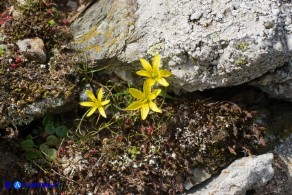 Gagea bohemica (Gagea delle rocce)