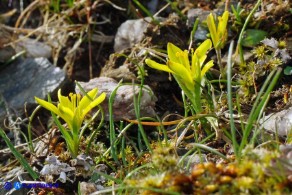 Gagea bohemica (Gagea delle rocce)