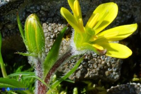 Gagea bohemica (Gagea delle rocce)