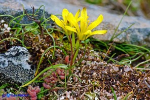 Gagea bohemica (Gagea delle rocce)