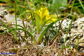 Gagea bohemica (Gagea delle rocce)