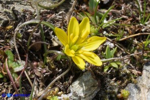 Gagea bohemica (Gagea delle rocce): fiore a sette tepali