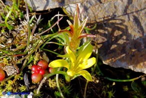 Gagea bohemica (Gagea delle rocce)