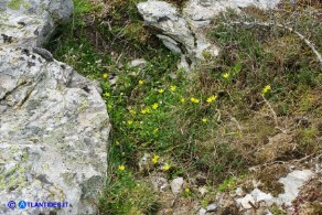 Gagea foliosa (Gagea fogliosa, Cipollaccio giallo foglioso)