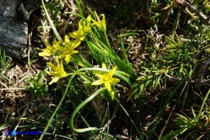 Gagea foliosa (Gagea fogliosa, Cipollaccio giallo foglioso)