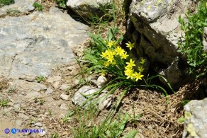 Gagea foliosa (Gagea fogliosa, Cipollaccio giallo foglioso)