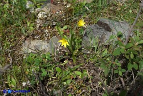 Gagea foliosa (Gagea fogliosa, Cipollaccio giallo foglioso)