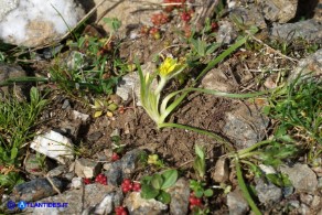 Gagea foliosa (Gagea fogliosa, Cipollaccio giallo foglioso)