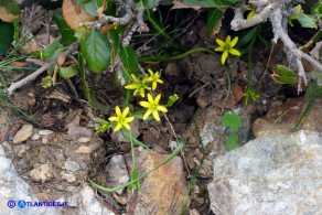 Gagea foliosa (Gagea fogliosa, Cipollaccio giallo foglioso)