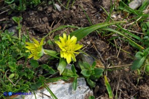 Gagea foliosa (Gagea fogliosa, Cipollaccio giallo foglioso): esemplare con i fiori doppi