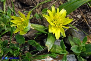 Gagea foliosa (Gagea fogliosa, Cipollaccio giallo foglioso): esemplare con i fiori doppi