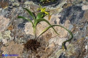 Gagea foliosa (Gagea fogliosa, Cipollaccio giallo foglioso): pianta intera