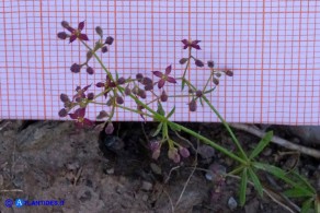 Galium corsicum (Caglio di Corsica)