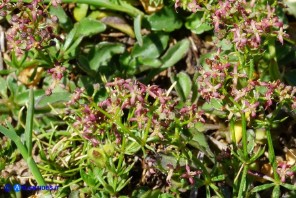 Galium corsicum (Caglio di Corsica)