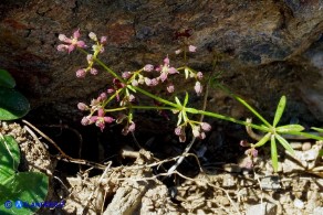 Galium corsicum (Caglio di Corsica)