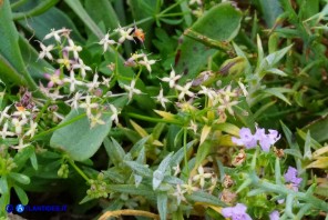 Galium corsicum (Caglio di Corsica)