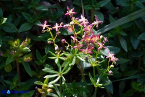 Galium corsicum (Caglio di Corsica)