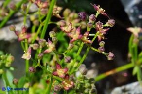 Galium corsicum (Caglio di Corsica)