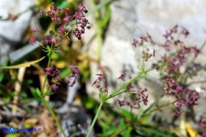 Galium corsicum (Caglio di Corsica)