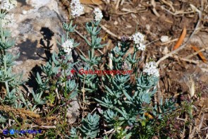 Galium corsicum e Galium glaucophyllum (Caglio di Corsica e Caglio di Sardegna)