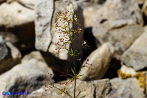 Galium corsicum (Caglio di Corsica)