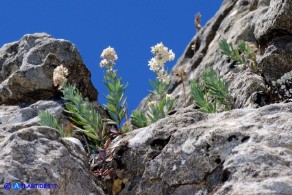 Galium glaucophyllum (Caglio di Sardegna)