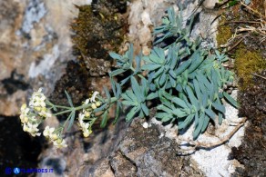 Galium glaucophyllum (Caglio di Sardegna)