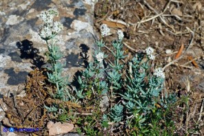 Galium glaucophyllum (Caglio di Sardegna)