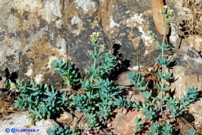 Galium glaucophyllum (Caglio di Sardegna)