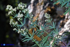 Galium glaucophyllum (Caglio di Sardegna)