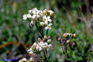 Galium glaucophyllum (Caglio di Sardegna)