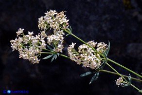 Galium glaucophyllum (Caglio di Sardegna)