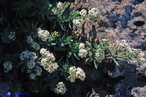 Galium glaucophyllum (Caglio di Sardegna)