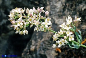 Galium glaucophyllum (Caglio di Sardegna)