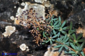 Galium glaucophyllum (Caglio di Sardegna): i frutti