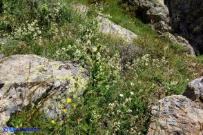 Galium schmidii (Caglio di Schmid)