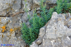 Galium schmidii (Caglio di Schmid)